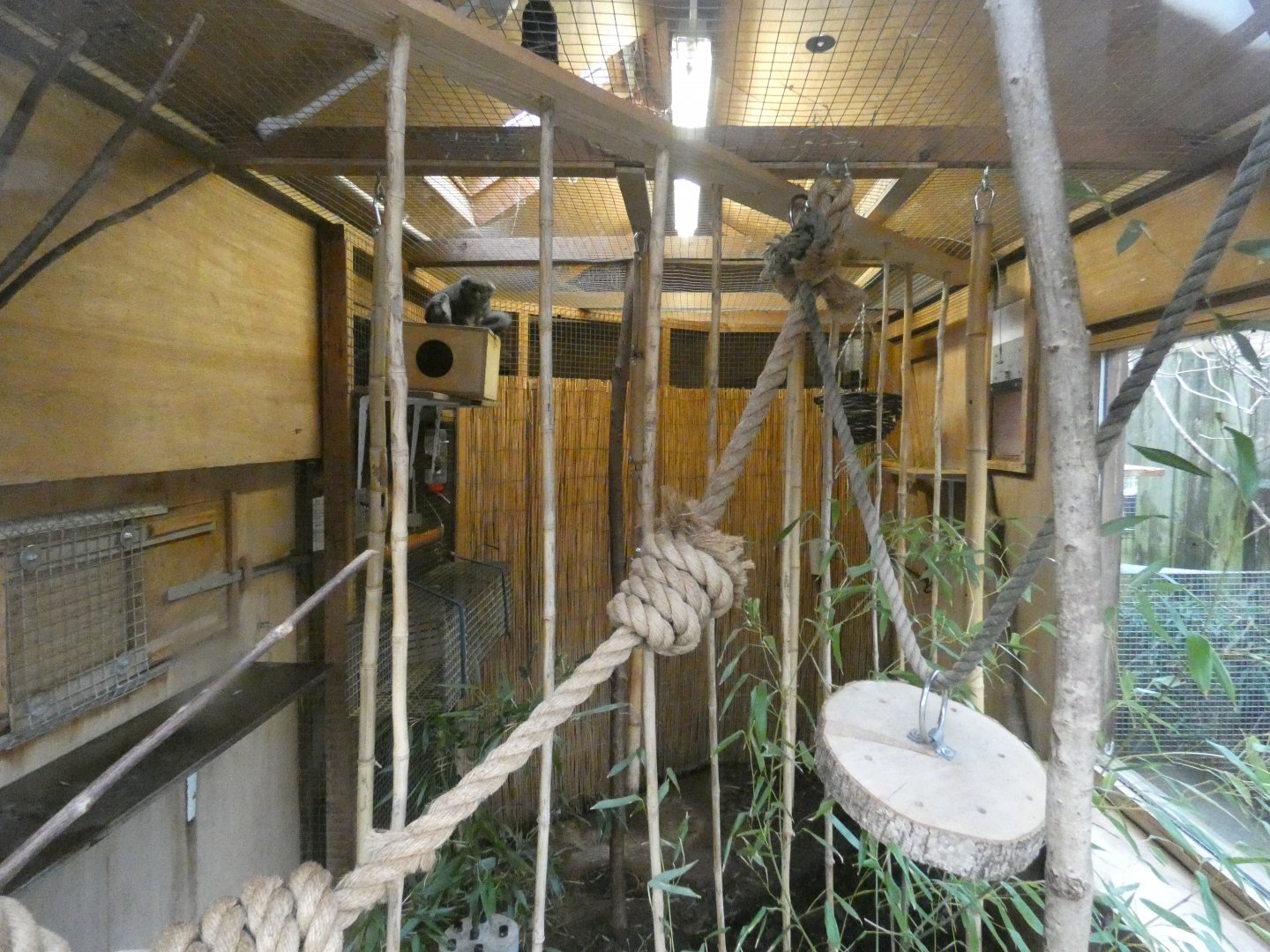 Lac Alaotra bamboo lemur indoor enclosure