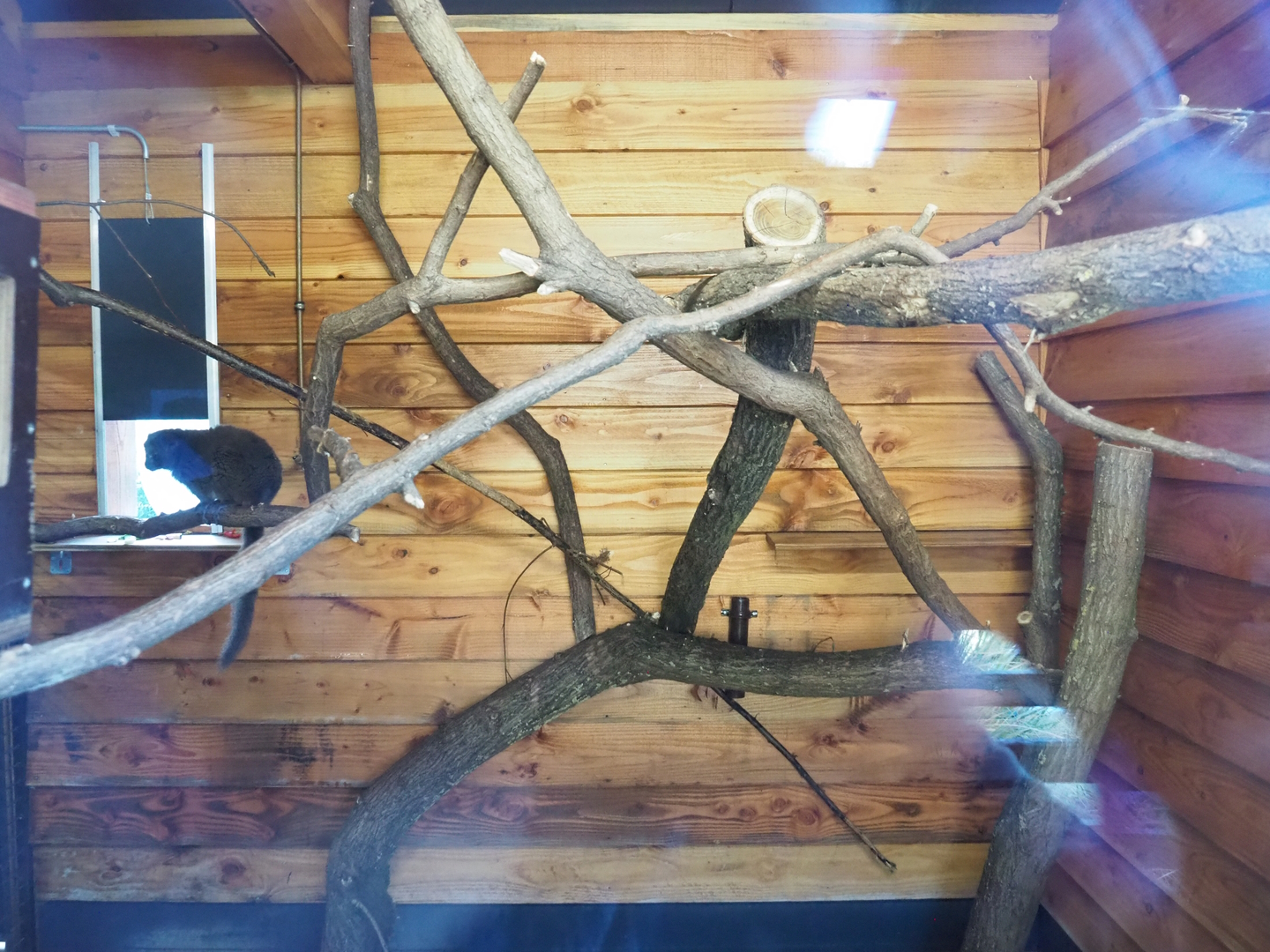 Lac Alaotra bamboo lemur indoor housing, 2022-10-09