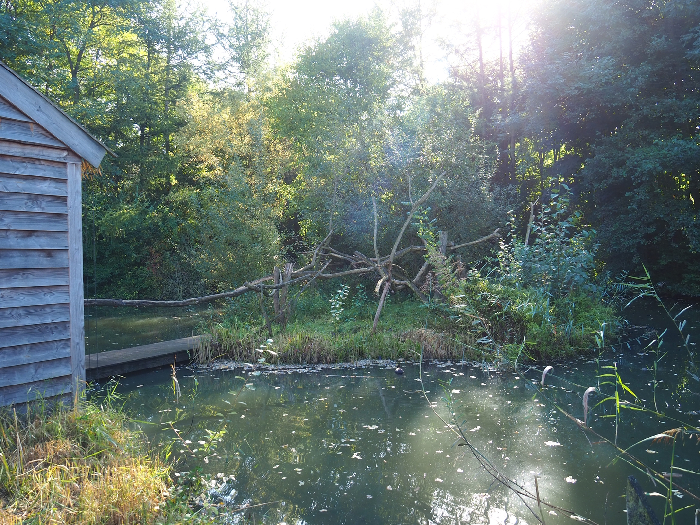 Lac Alaotra bamboo lemur island, 2022-10-09