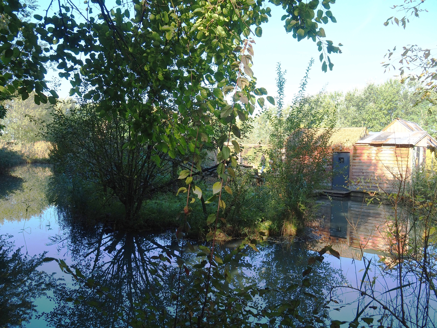 Lac Alaotra bamboo lemur island, 2022-10-09