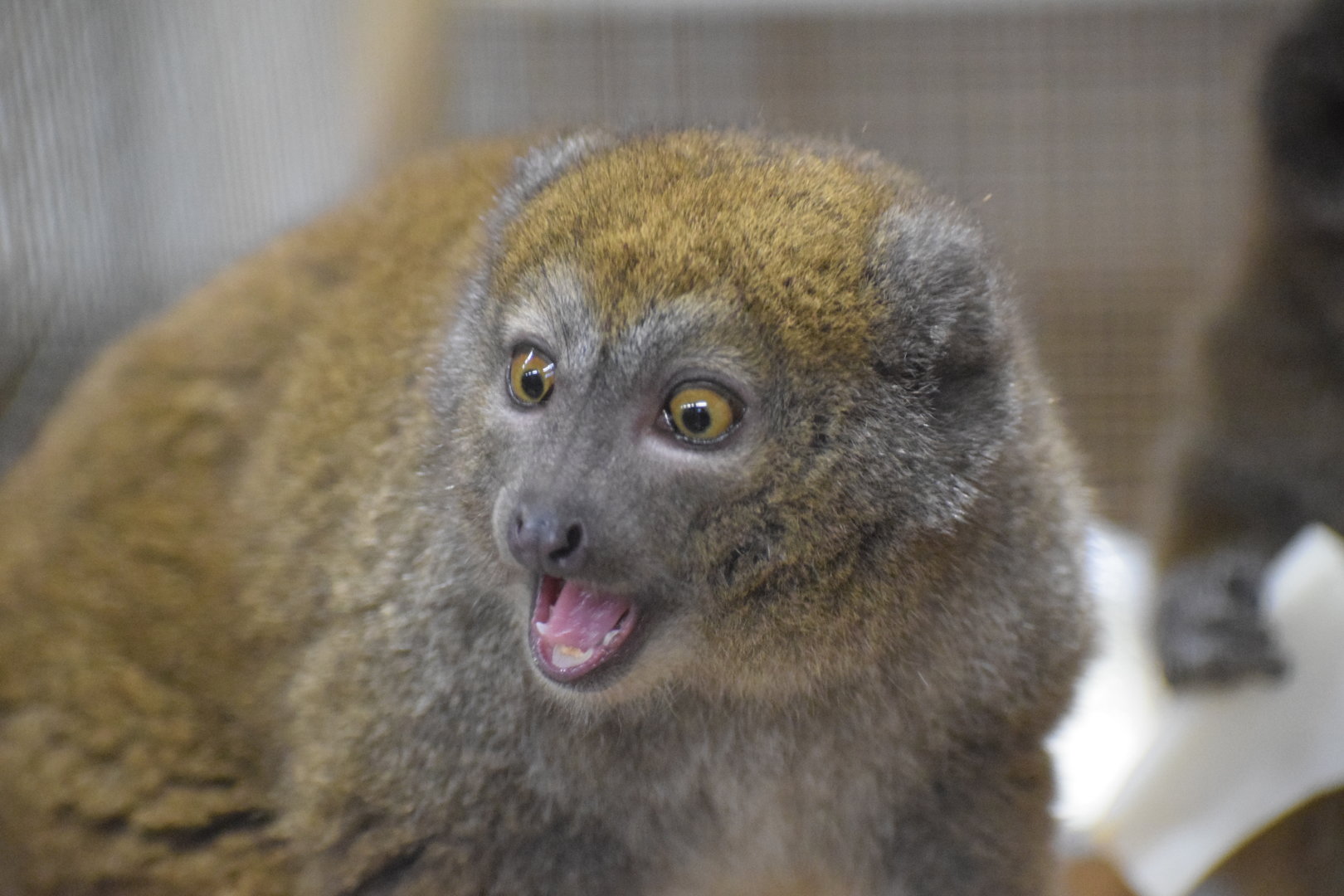 Lac Alaotra bamboo lemur - October 2023