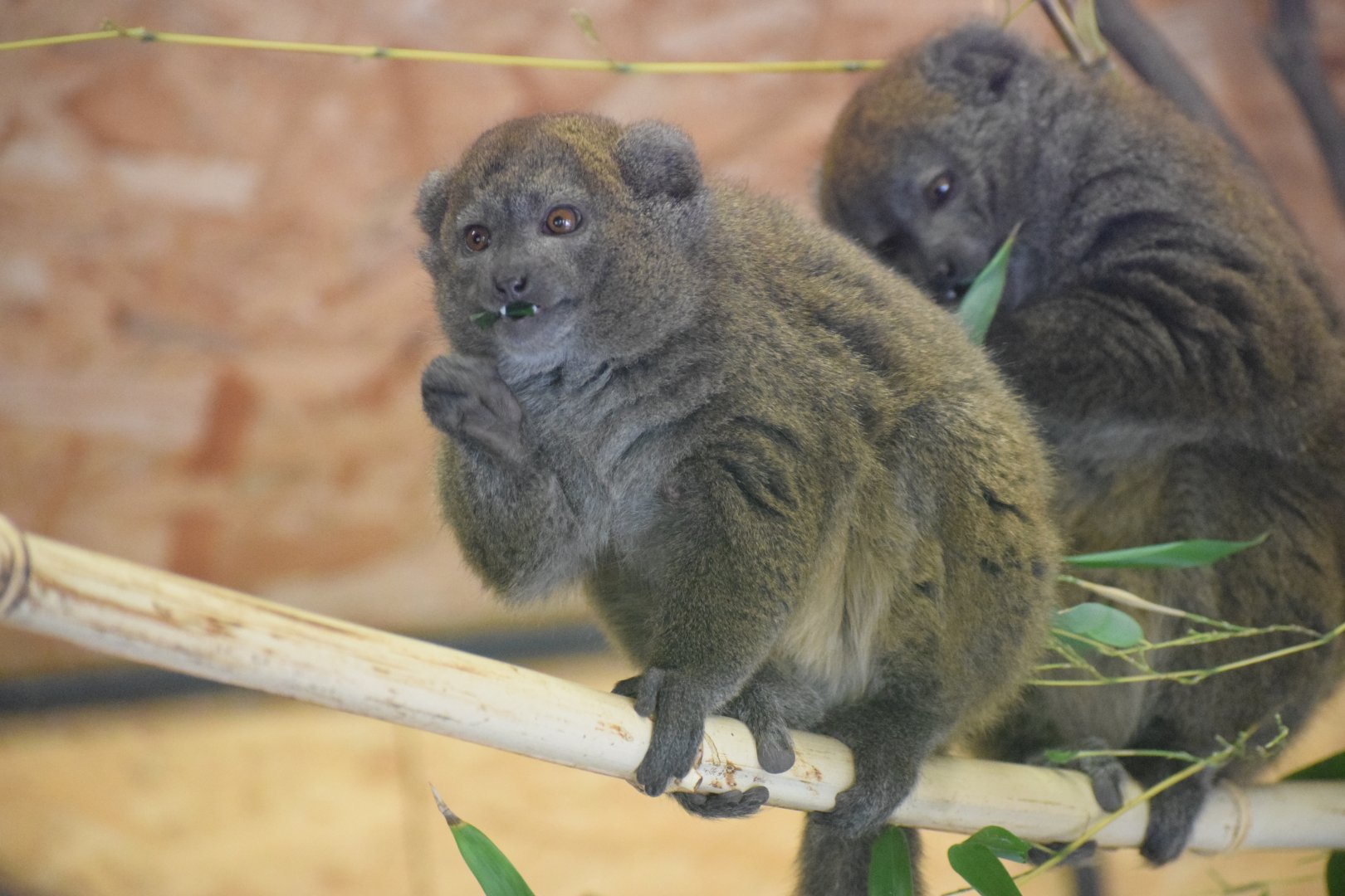 Lac Alaotra bamboo lemur - Oktober2021