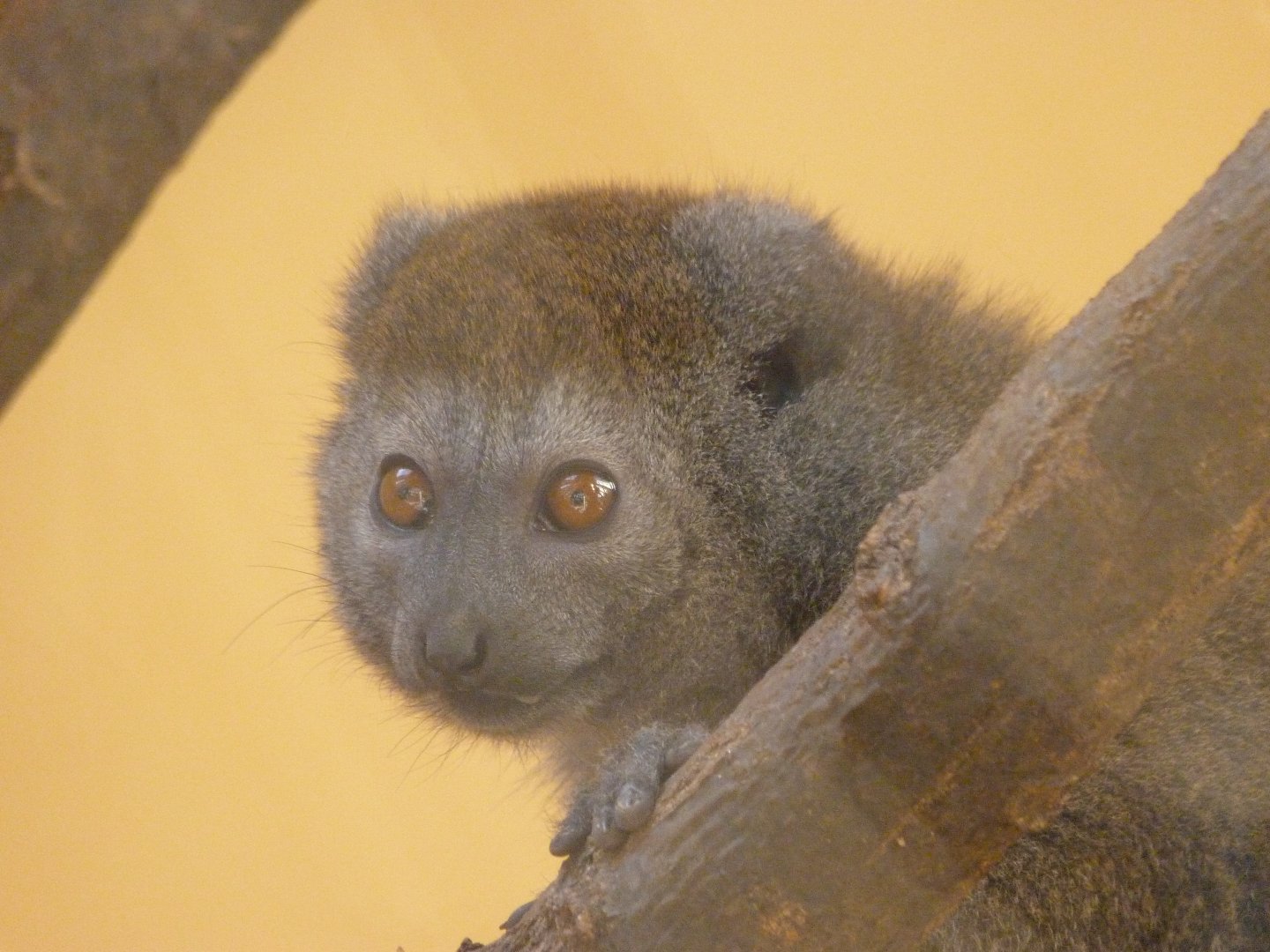 Lac Alaotra bamboo lemur -Zoo Plzeň (2025)