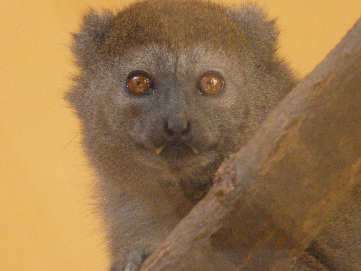 Lac Alaotra bamboo lemur -Zoo Plzeň (2025)
