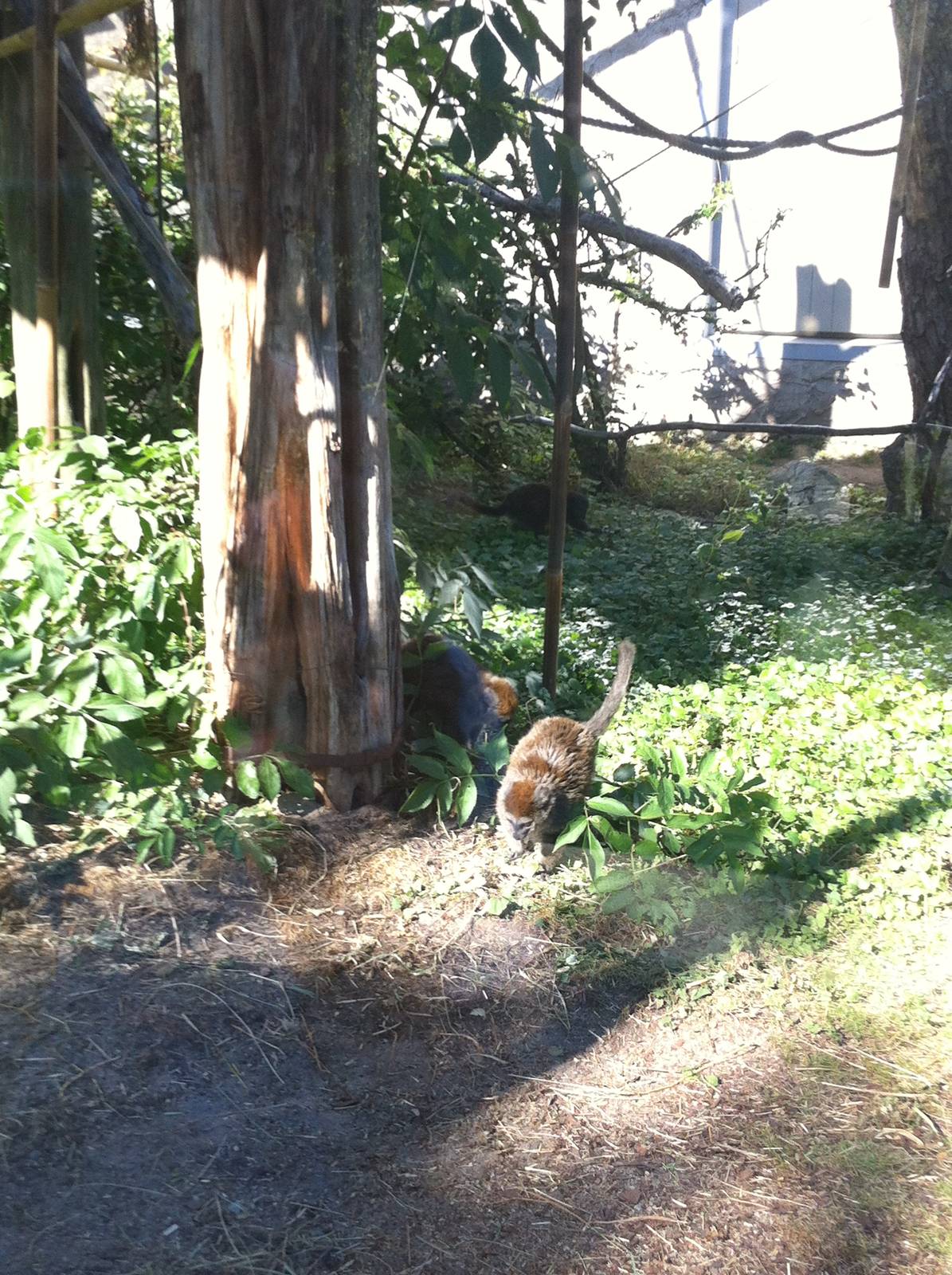 Lac Alaotra bamboo lemur