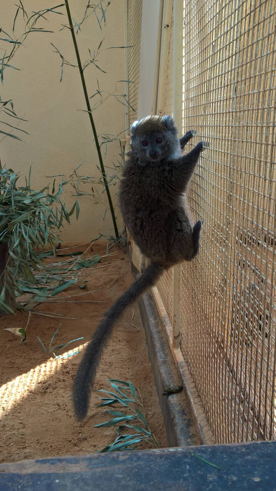 Lac Alaotra bamboo lemur