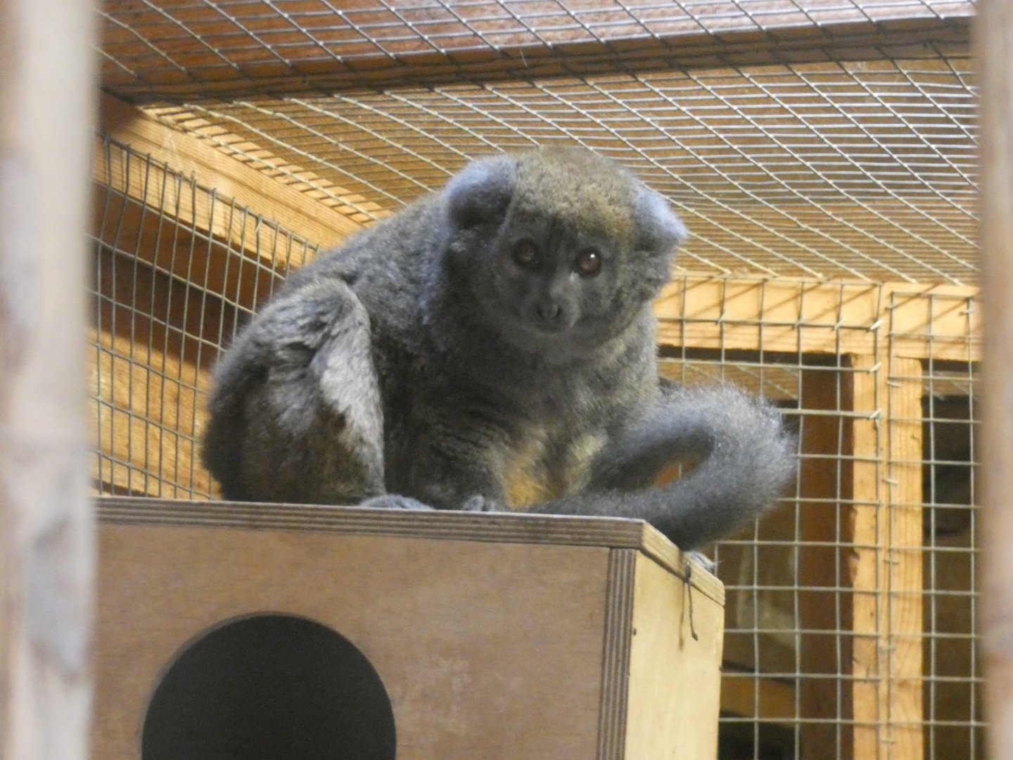 Lac Alaotra bamboo lemur