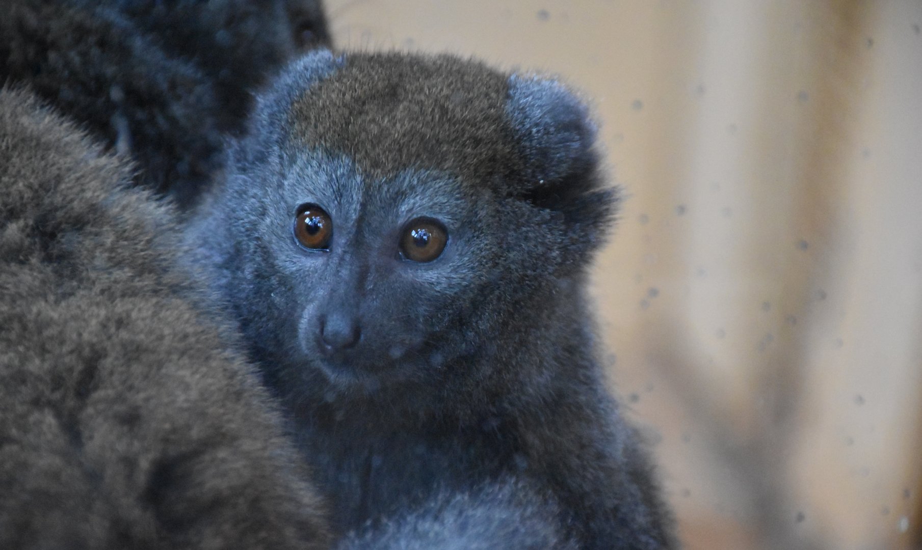 Lac Alaotra bamboo lemur