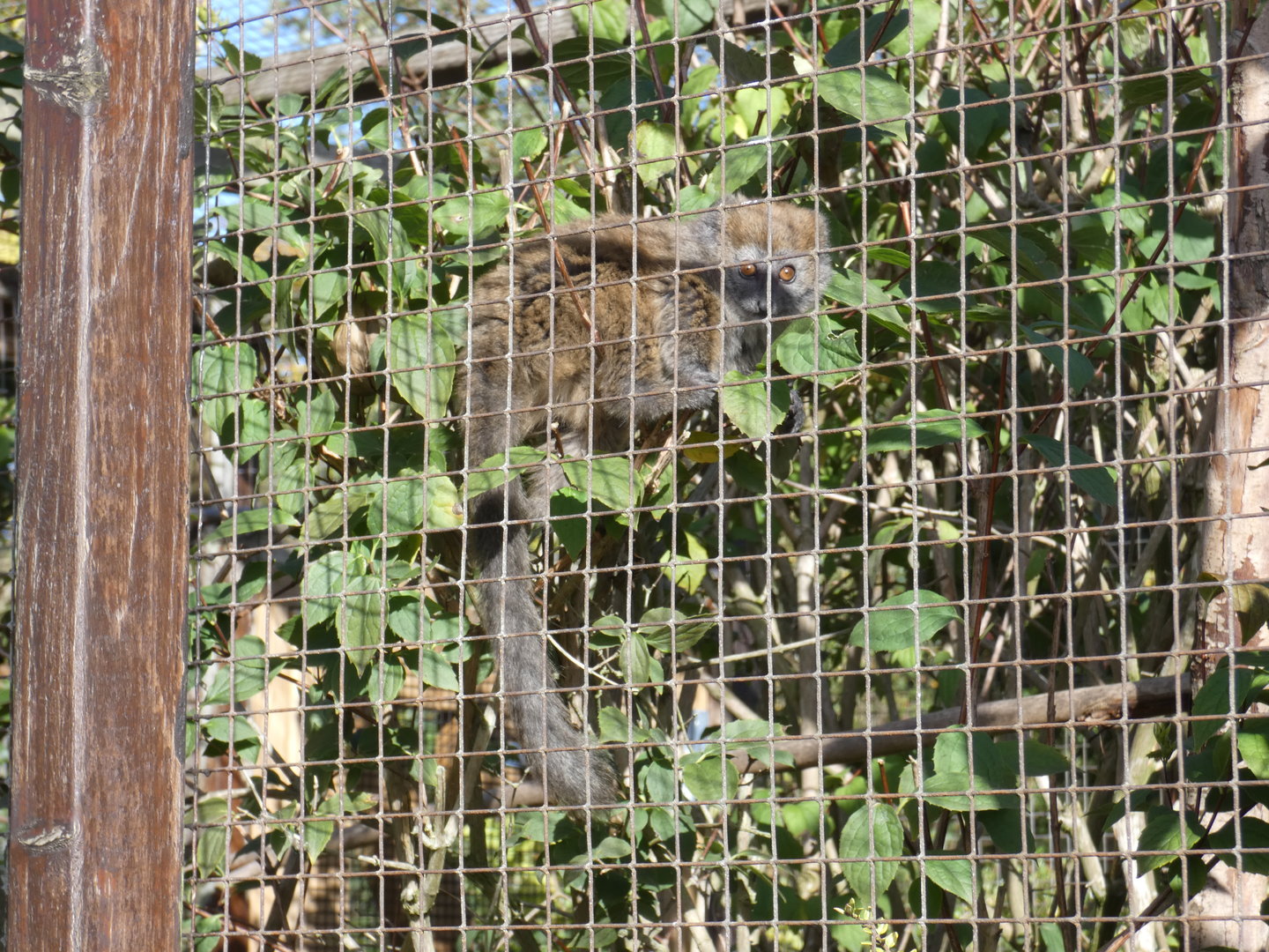 Lac Alaotra bamboo lemur