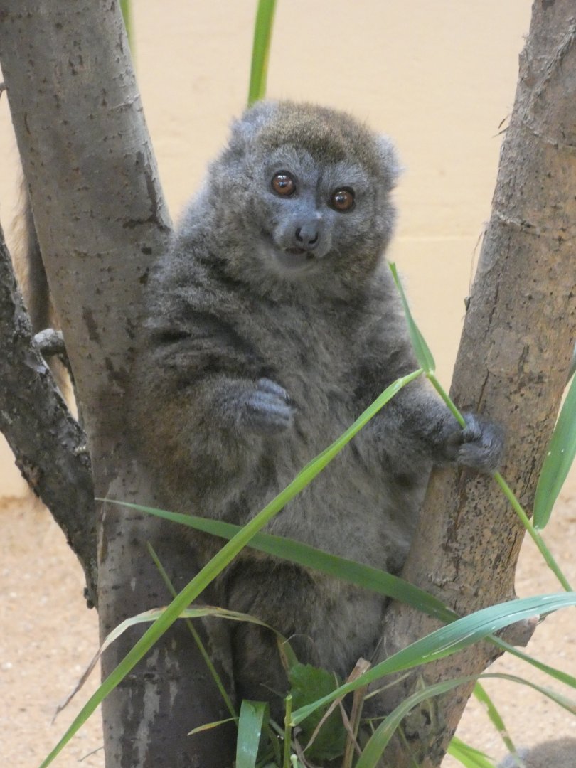 Lac Alaotra bamboo lemur