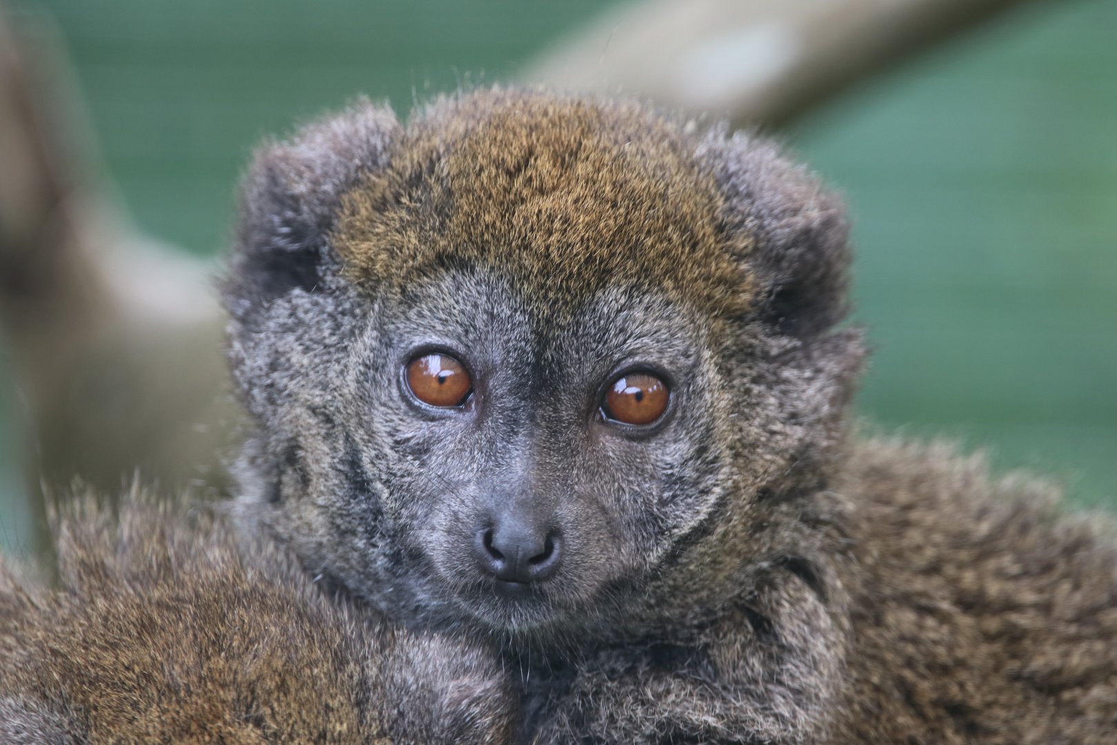 Lac Alaotra bamboo lemur