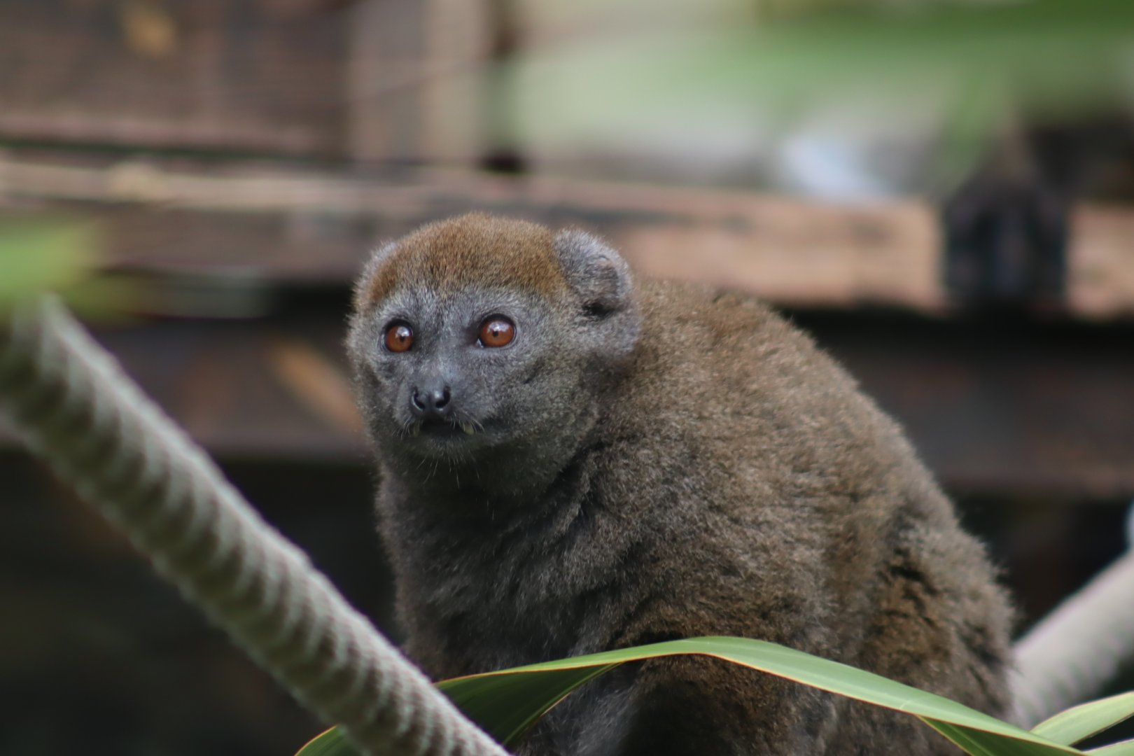 Lac Alaotra Bamboo Lemur