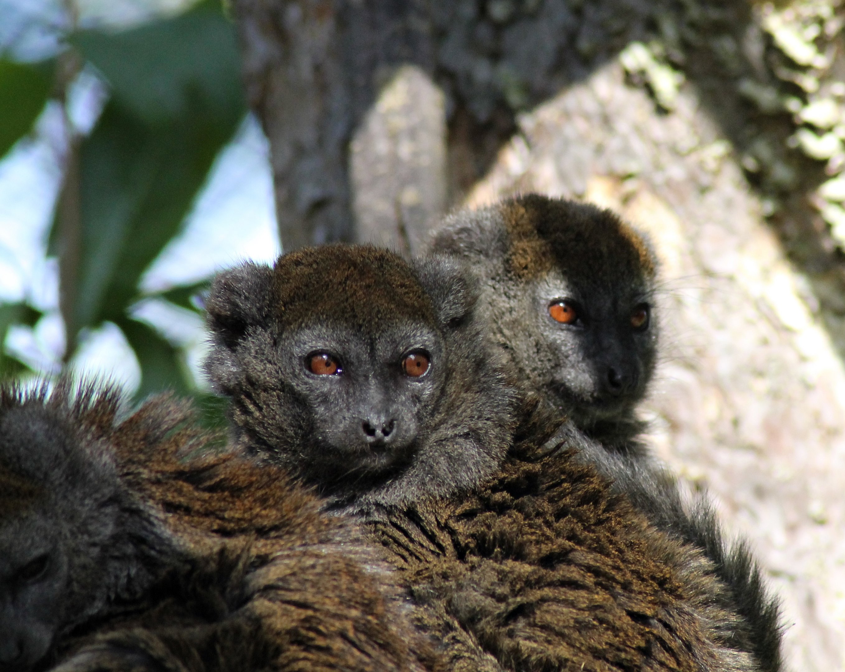 Lac Alaotra bamboo lemurs (Hapalemur alaotrensis) ?
