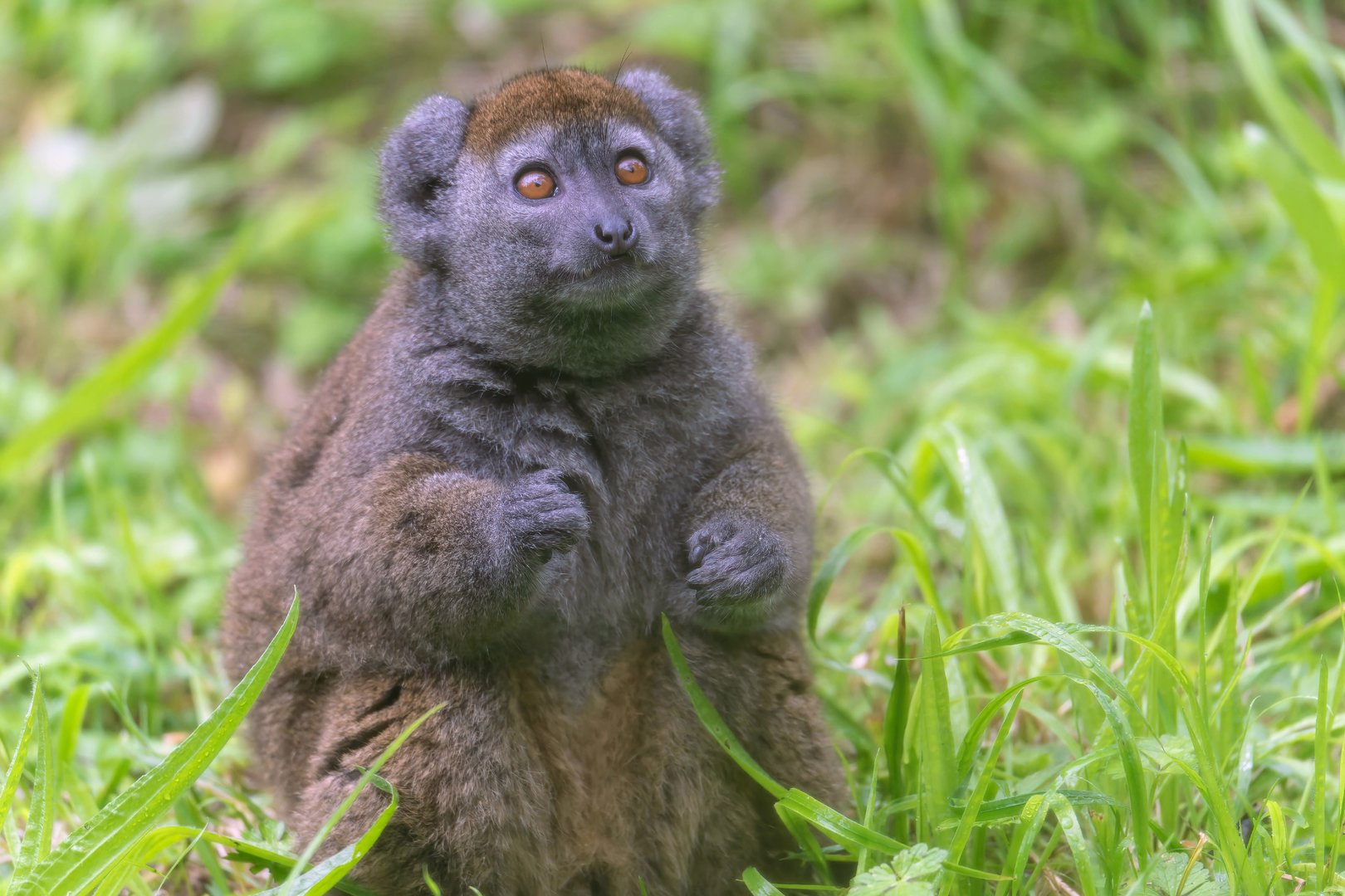 Lac Alaotra Gentle Lemur, Bristol Zoo Project / Wild Place, UK