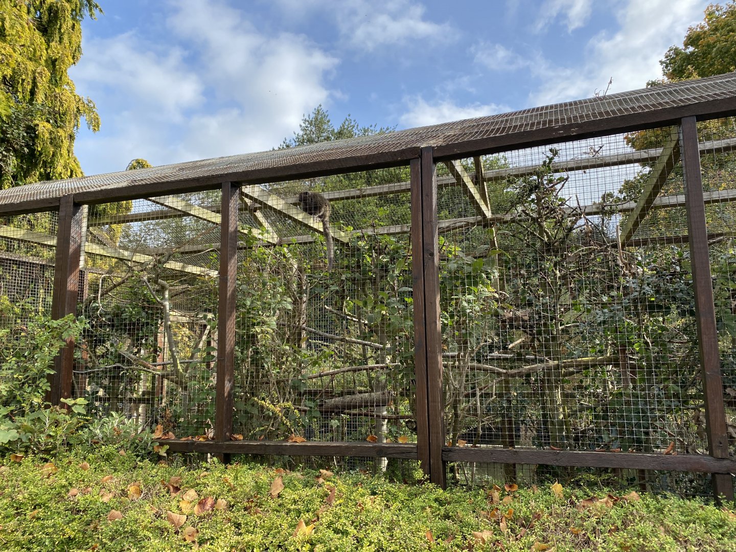 Lac Alaotra gentle lemur enclosure 071020