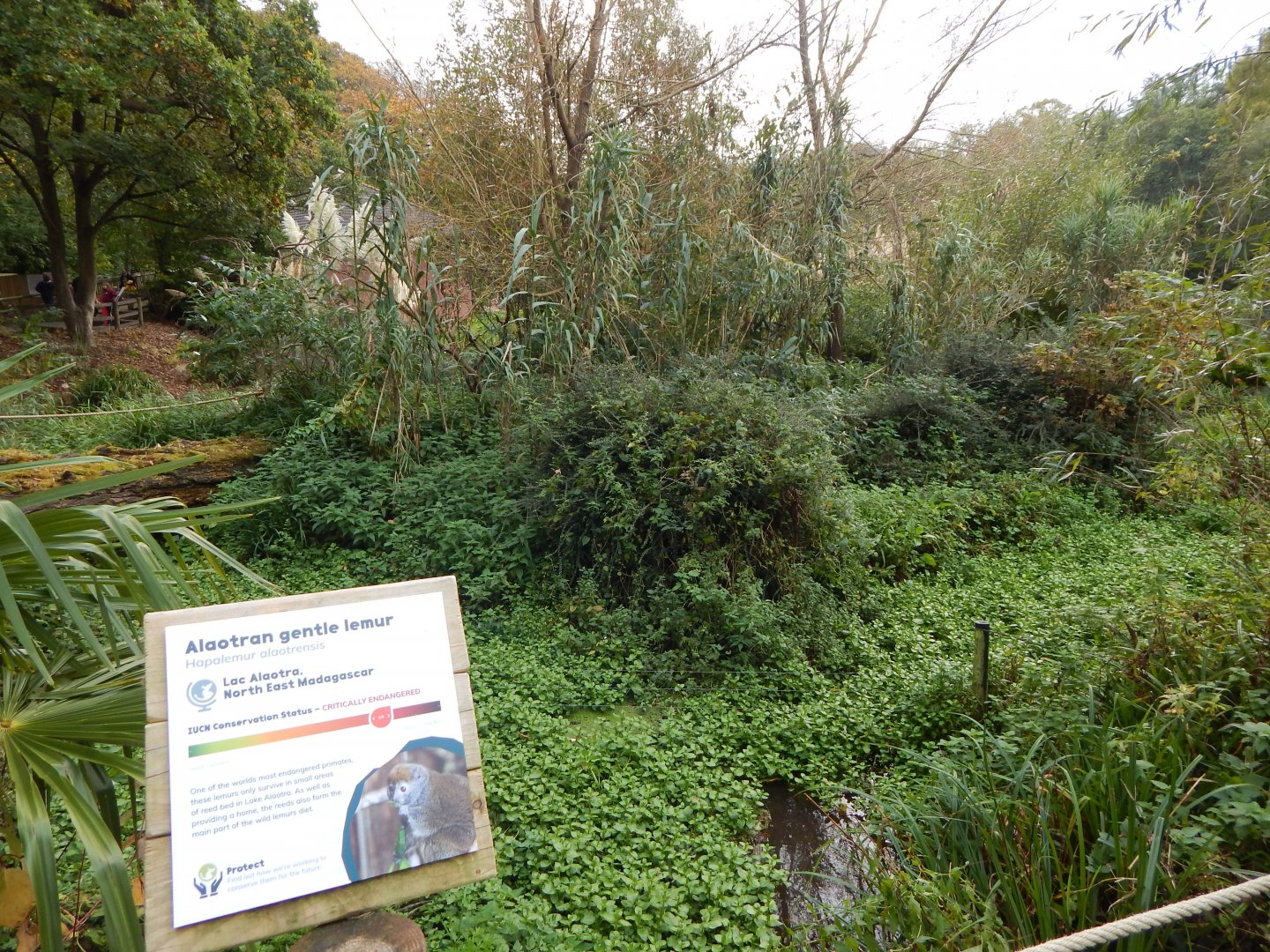 Lac Alaotra gentle lemur enclosure 181020