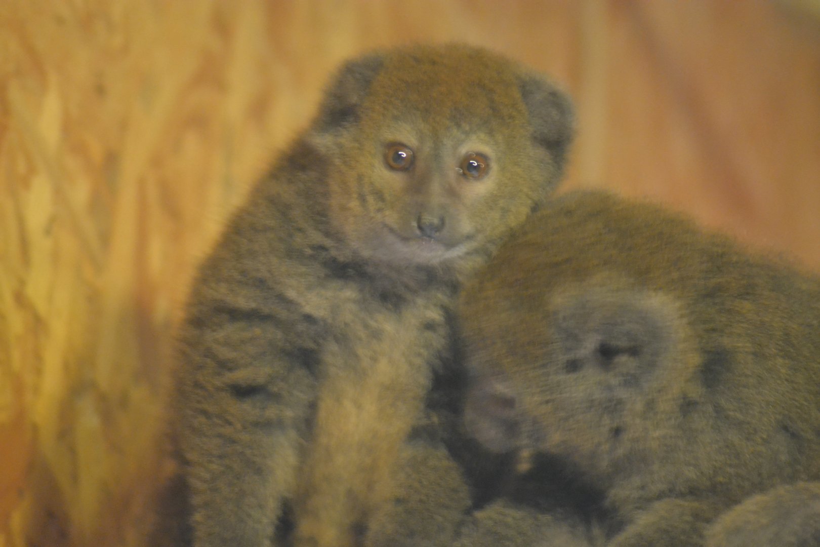 Lac Alaotra Gentle Lemur - Hapalemur alaotrensis