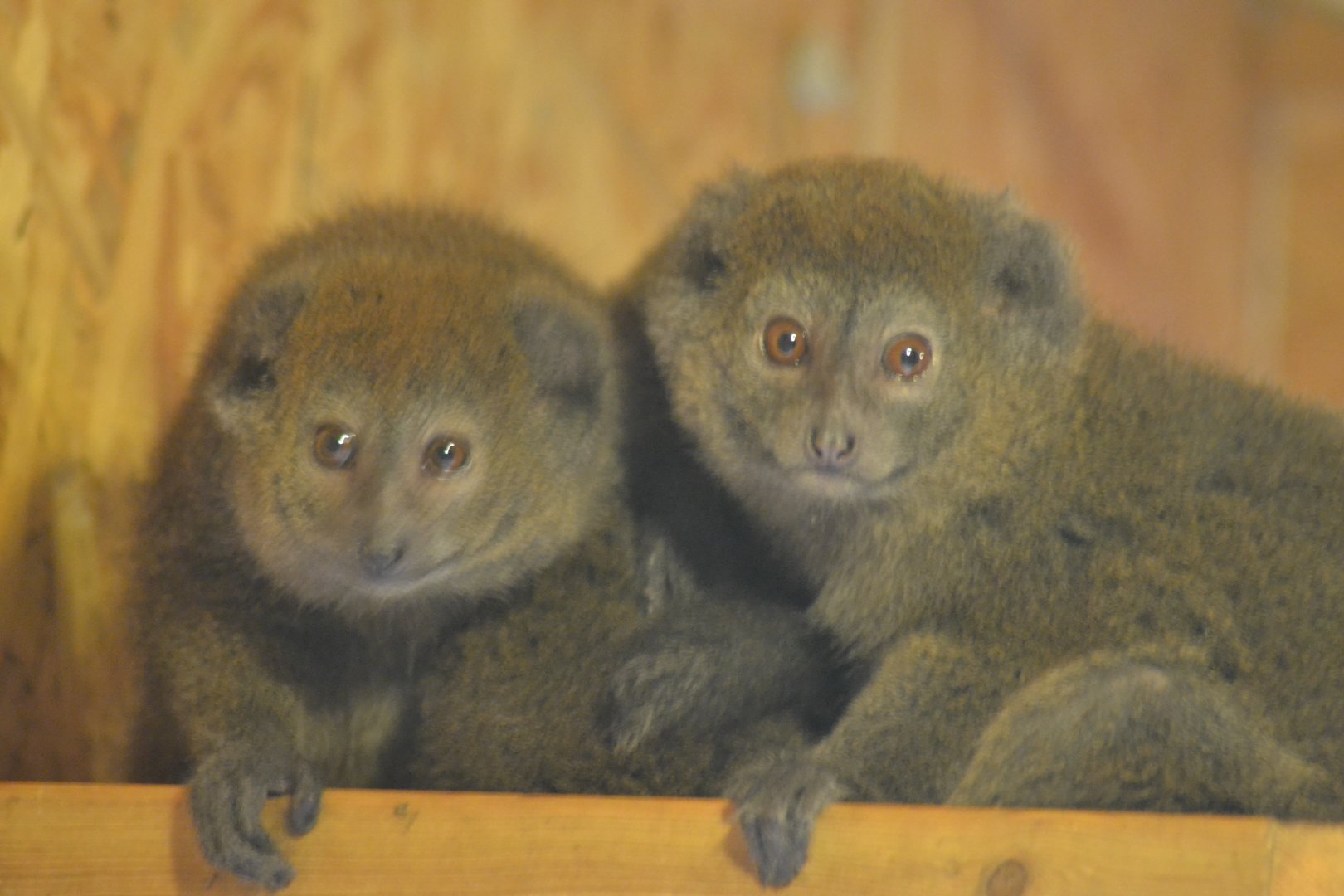 Lac Alaotra Gentle Lemur - Hapalemur alaotrensis