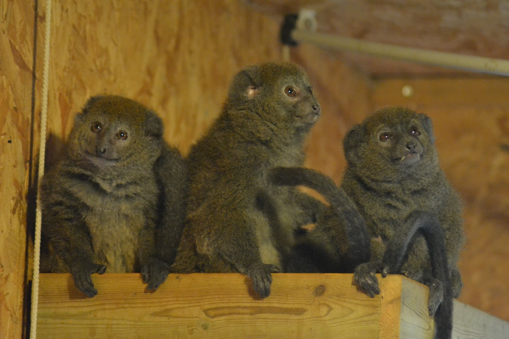 Lac Alaotra Gentle Lemur - Hapalemur alaotrensis