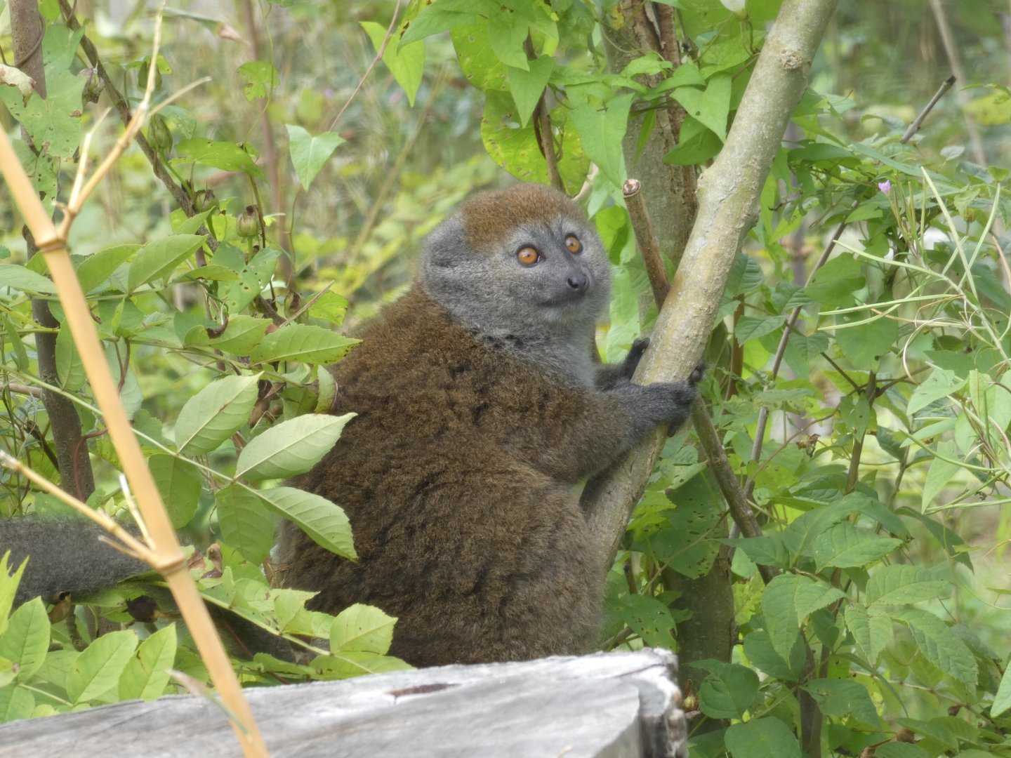 Lac Alaotra Gentle Lemur