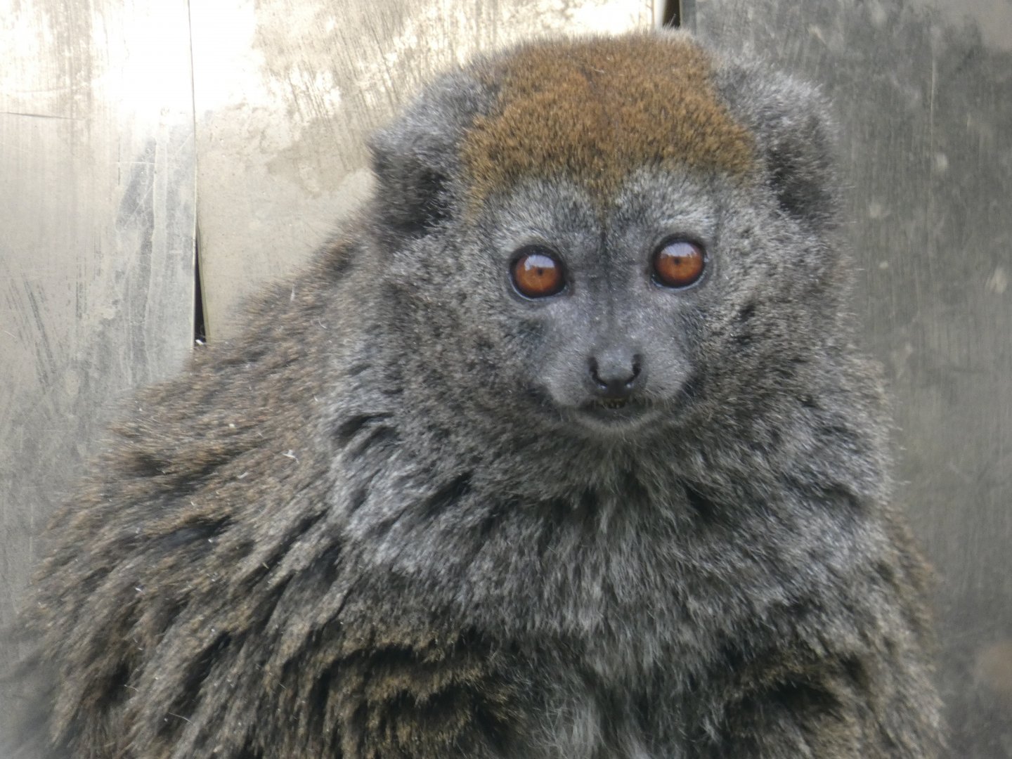 Lac Alaotra gentle lemur
