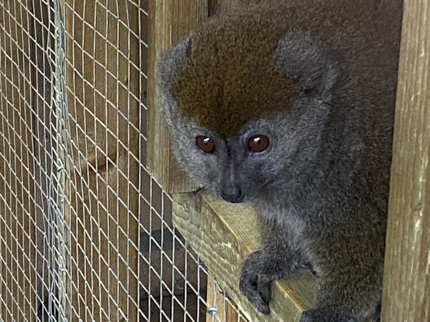 Lac Alaotran bamboo lemur close up