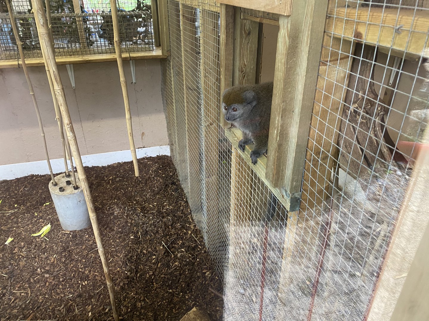 Lac Alaotran bamboo lemur