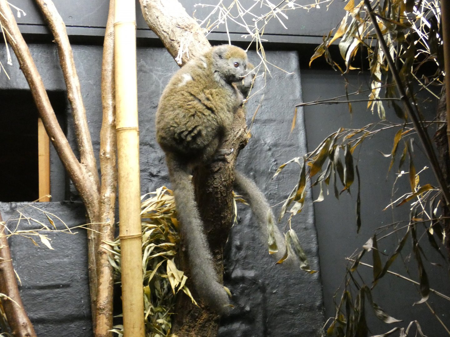 Lac Alatora gentle lemur