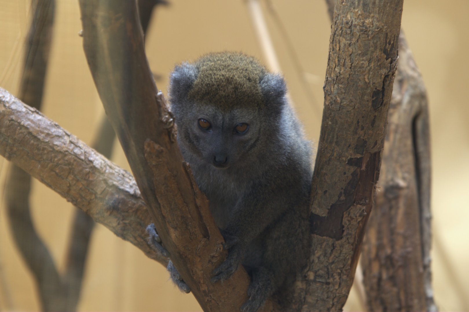 Lac Aloatra Bamboo Lemur (Hapalemur alaotrensis), 13-09-25