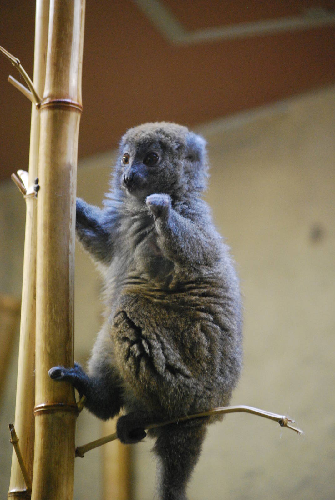 Lac Aloatra bamboo lemur (Hapalemur alaotrensis)