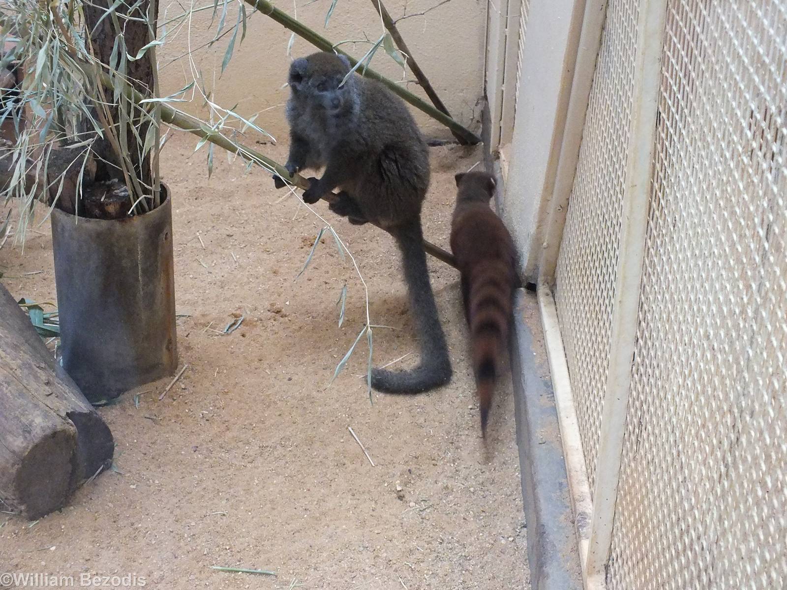 Lac Aloatran Bamboo Lemur and Ring-tailed Vontsira