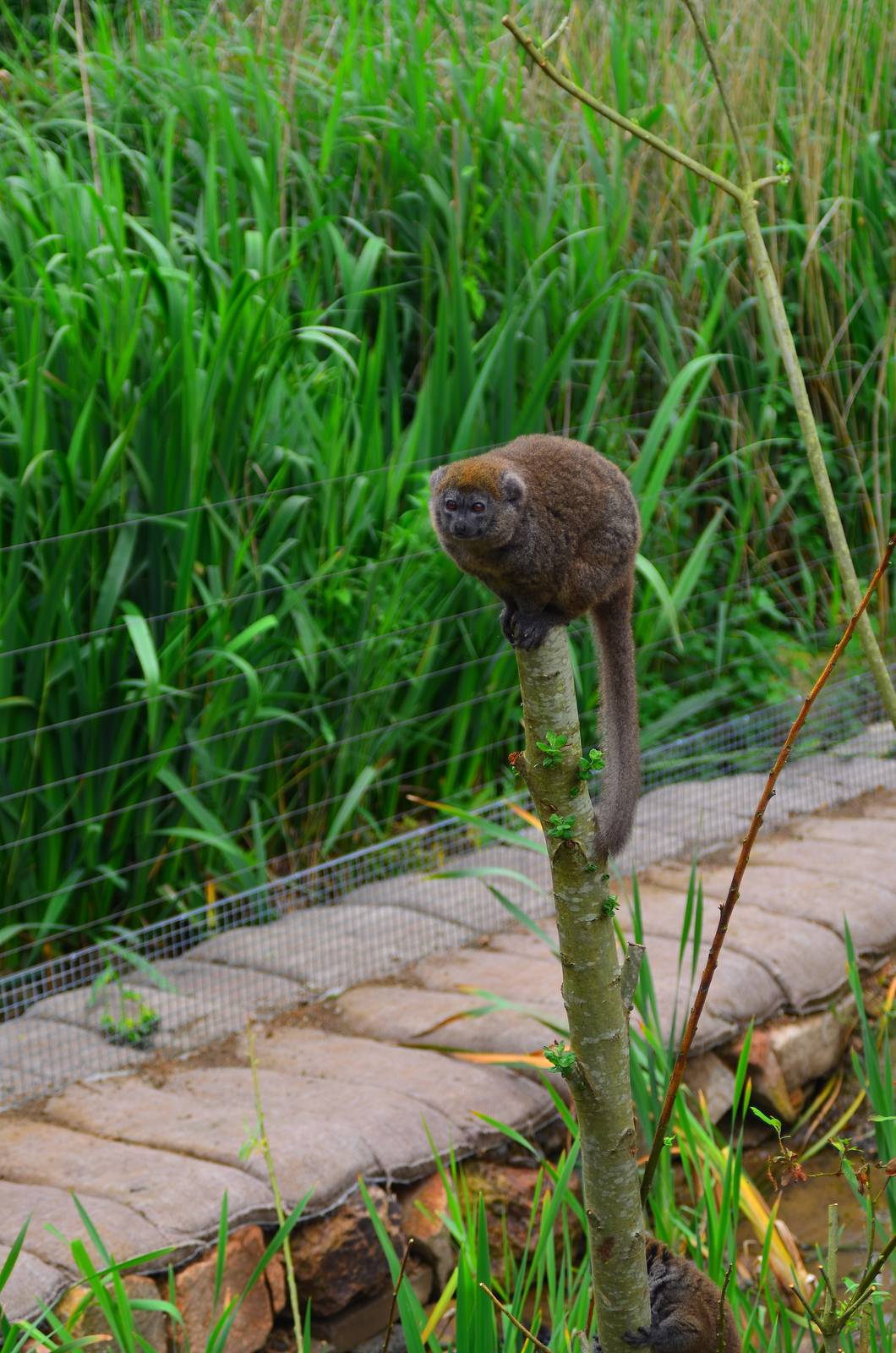 Lac Aloatran Gentle Lemur