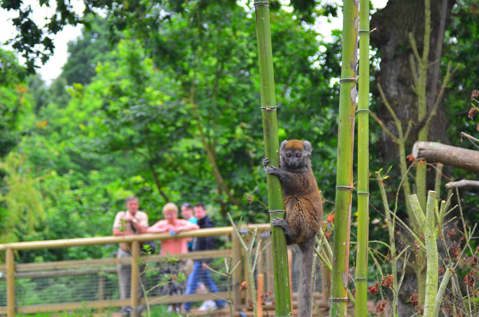 Lac Aloatran Gentle Lemur