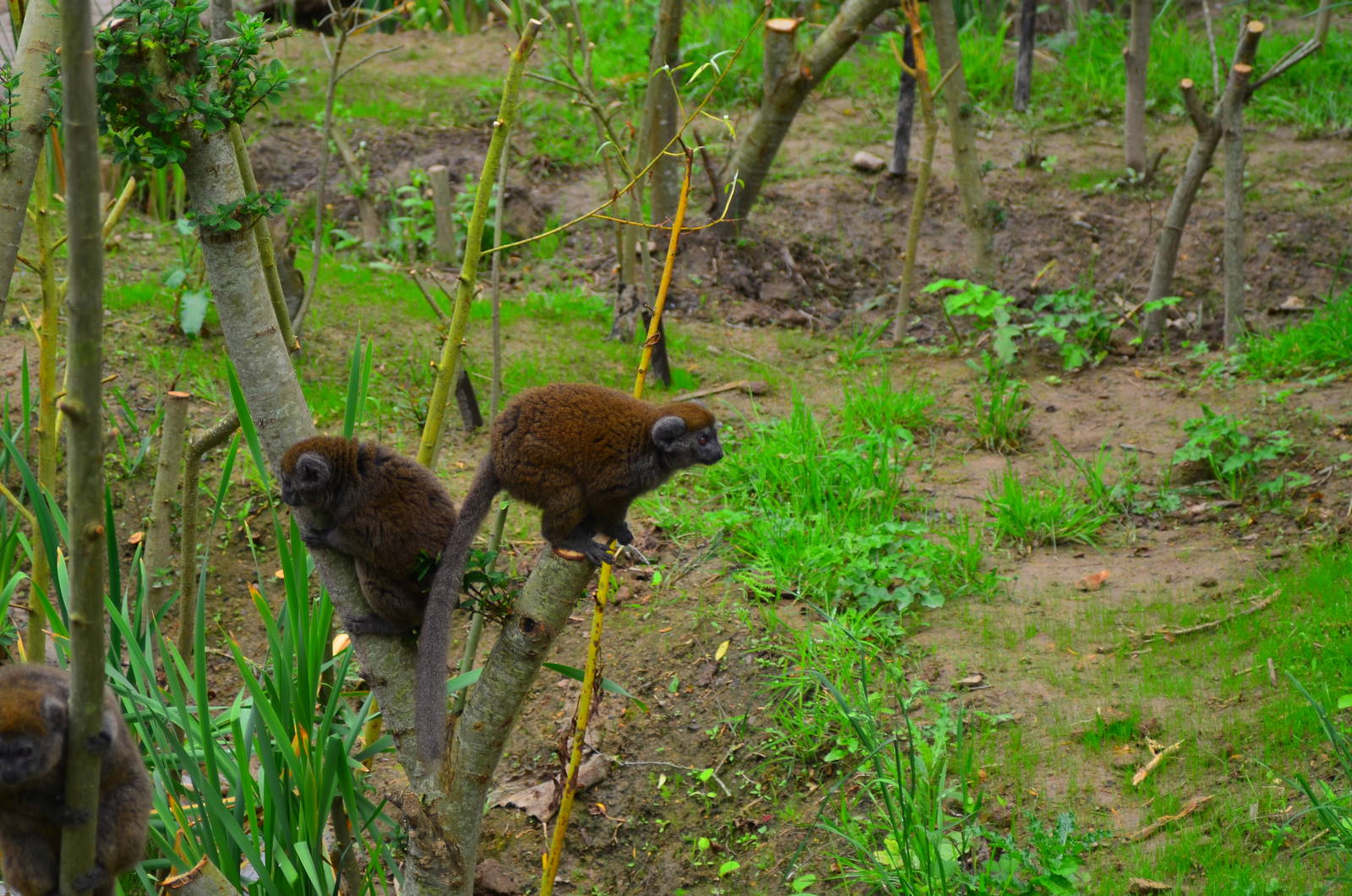 Lac Aloatran Gentle Lemur