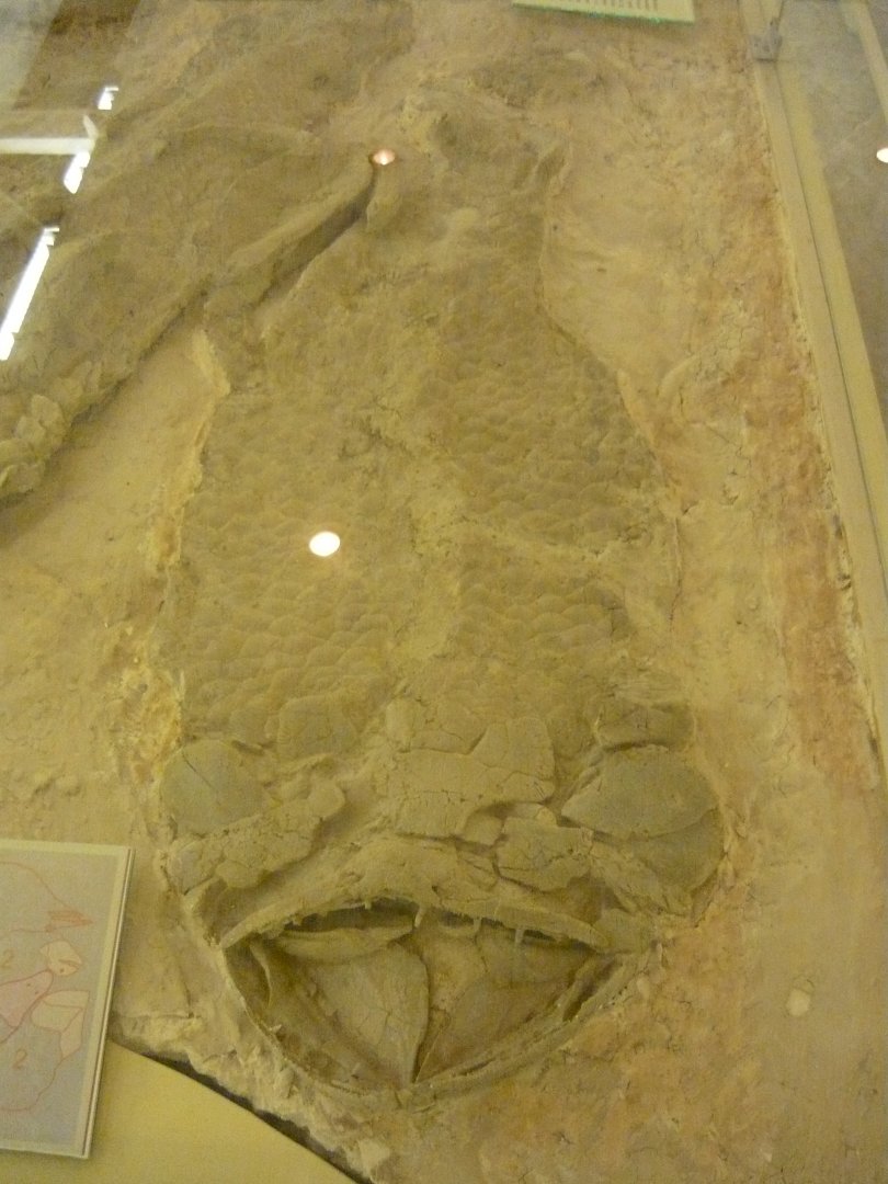 Laccognathus panderi