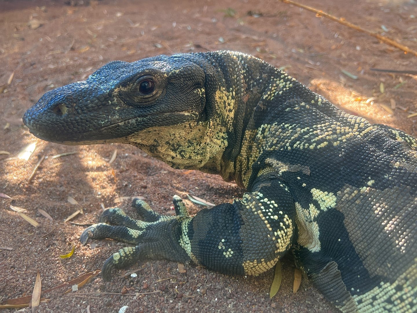 Lace Goanna (Varanus varius), Male / Bell's Phase