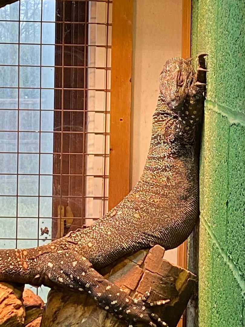 Lace monitor 231119