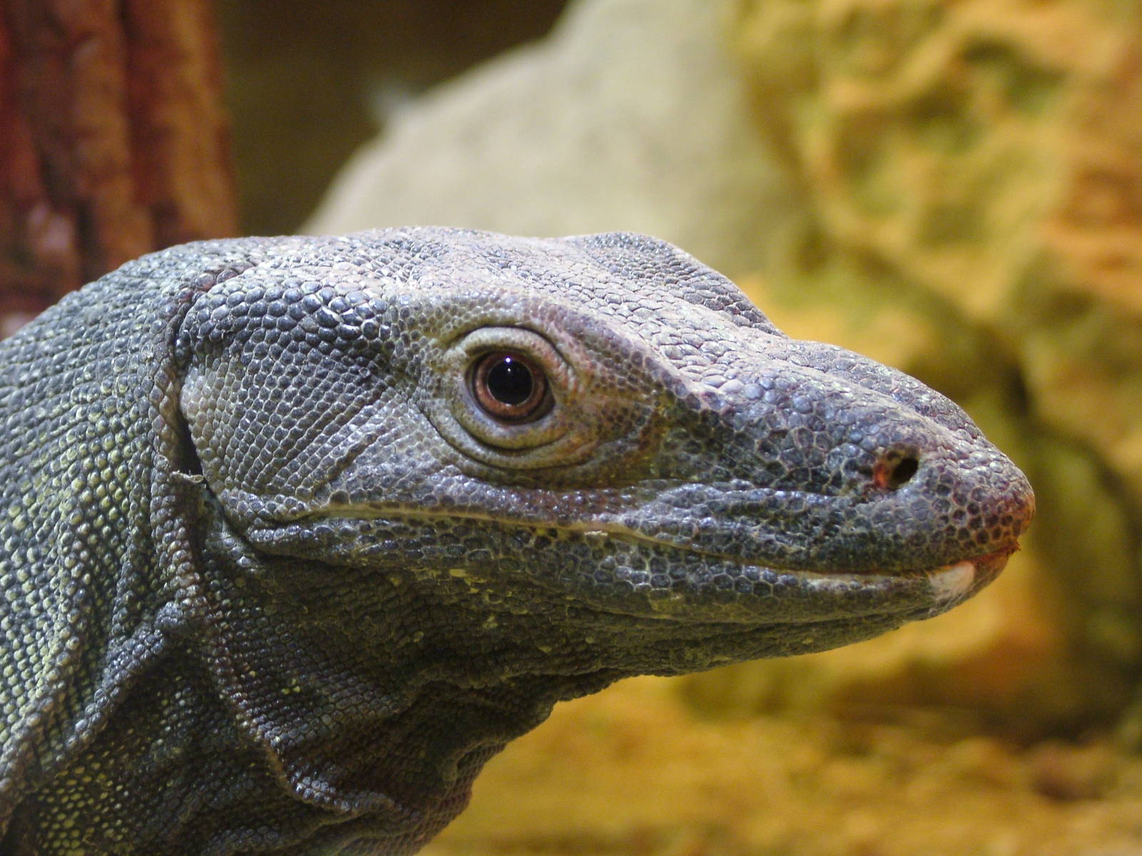 Lace Monitor at Cotswold WP, 05/03/11