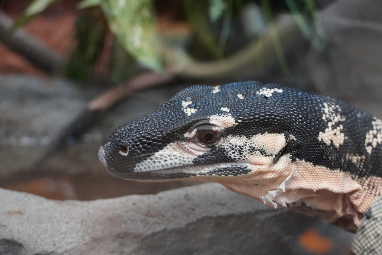 Lace Monitor, “BeetleJuice”