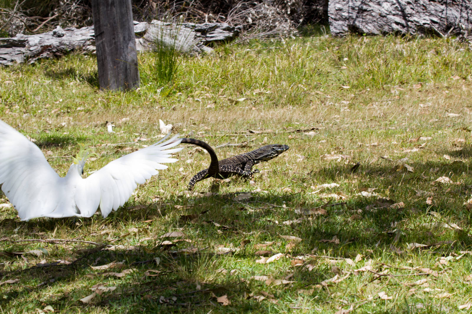 Lace Monitor being harassed by Cockatoo