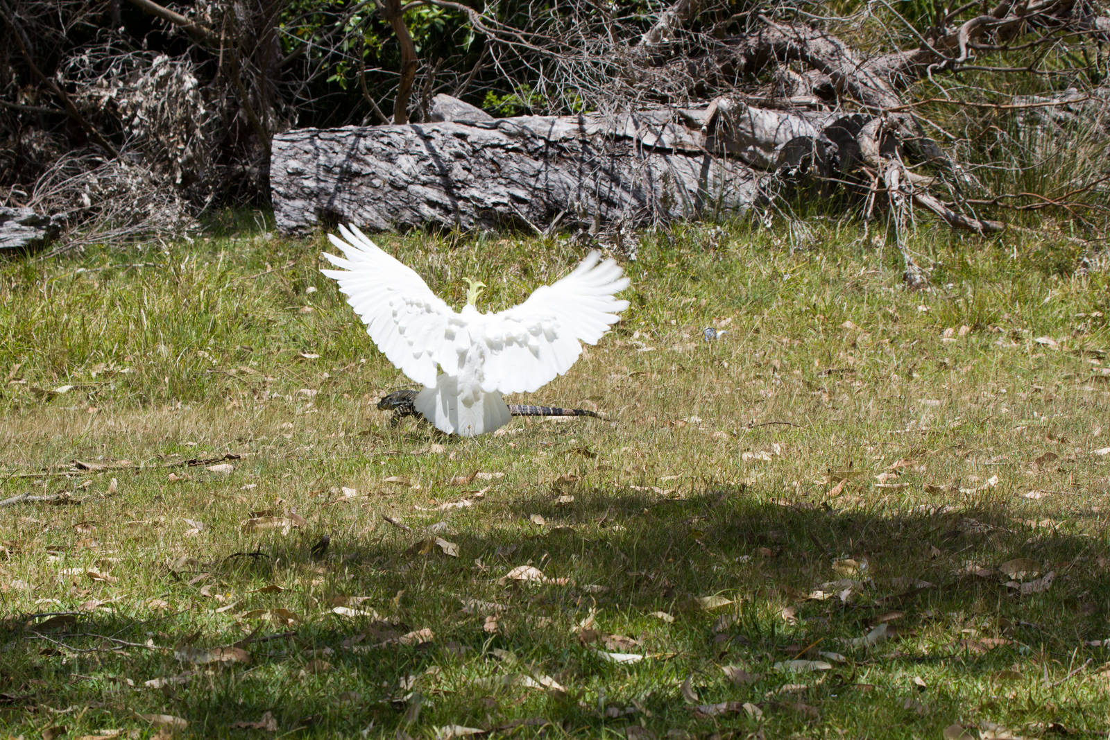 Lace Monitor being harassed by Cockatoo