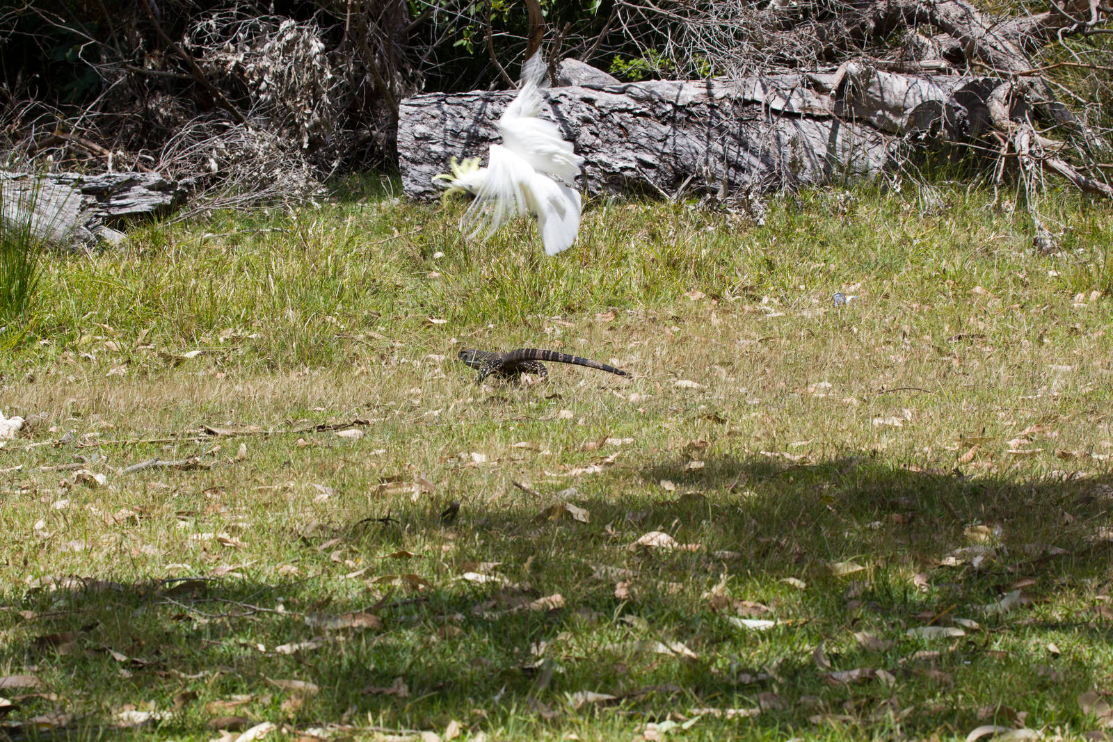 Lace Monitor being harassed by Cockatoo