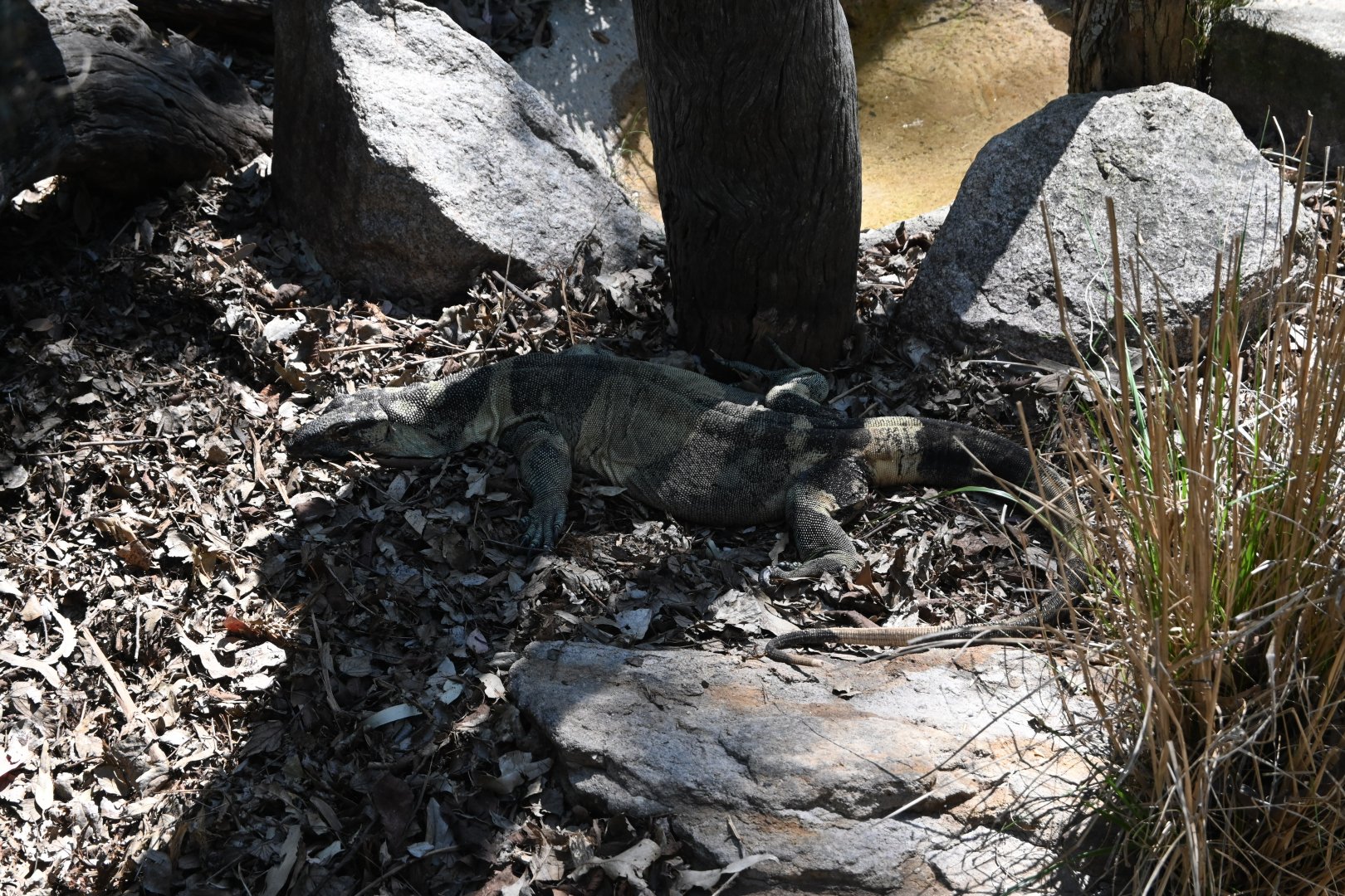 Lace Monitor (Bell's form)