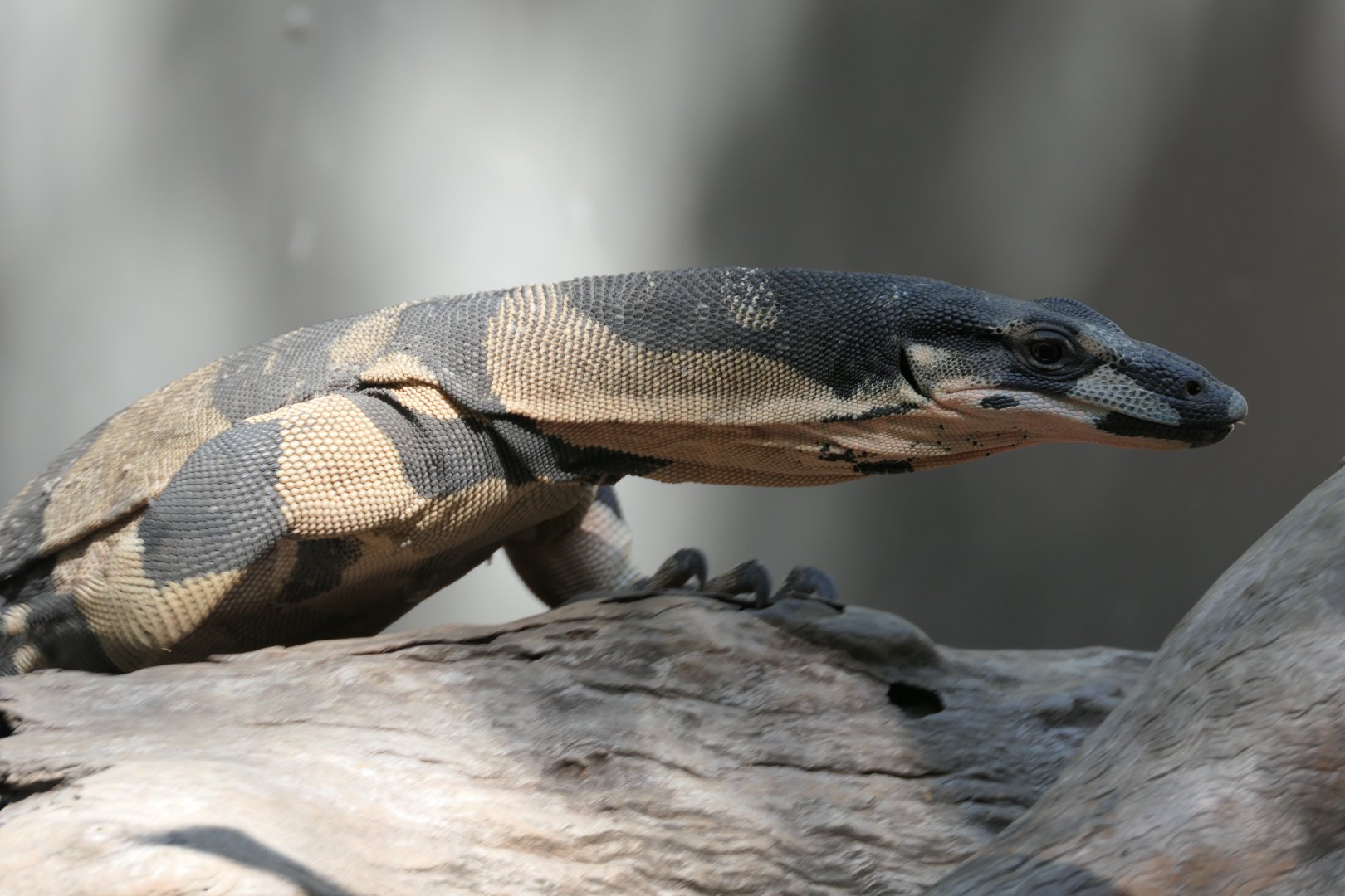 Lace Monitor - Bell's phase (Varanus varius)
