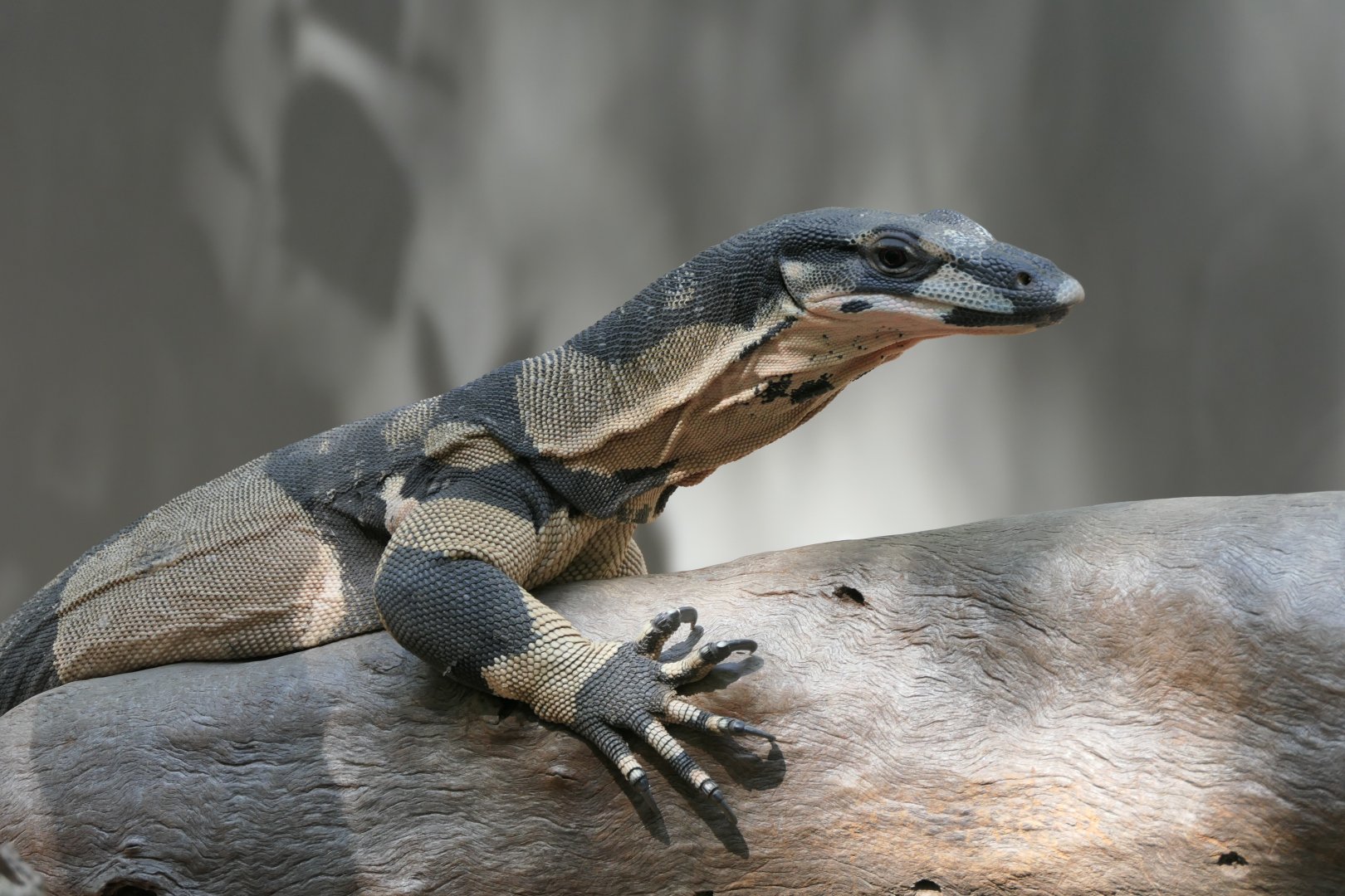 Lace Monitor - Bell's phase (Varanus varius)