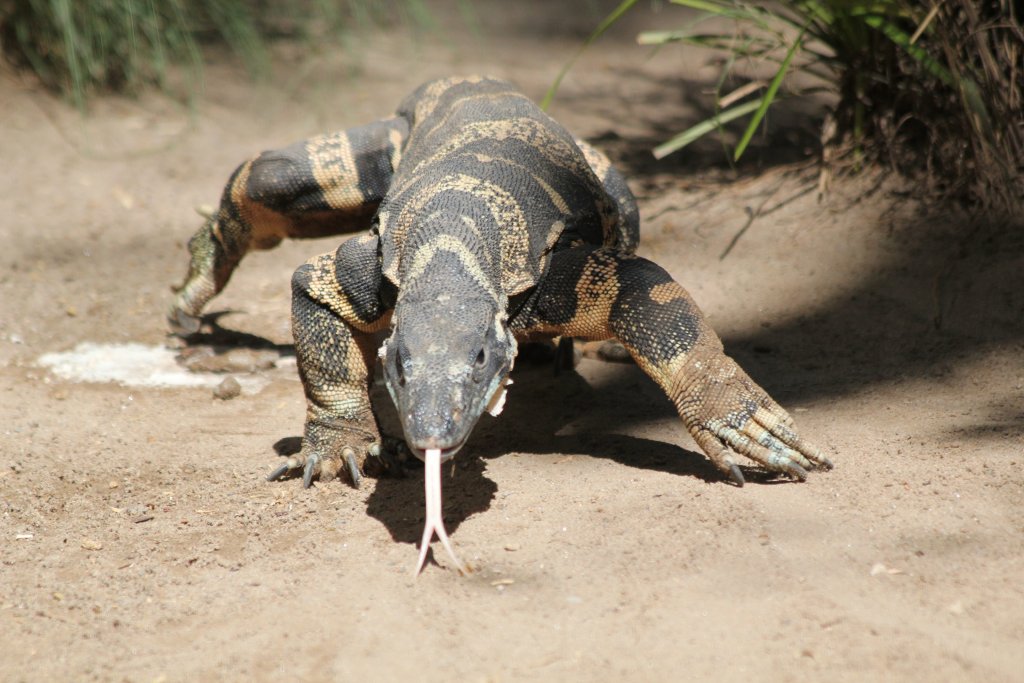 Lace Monitor, Bell's phase