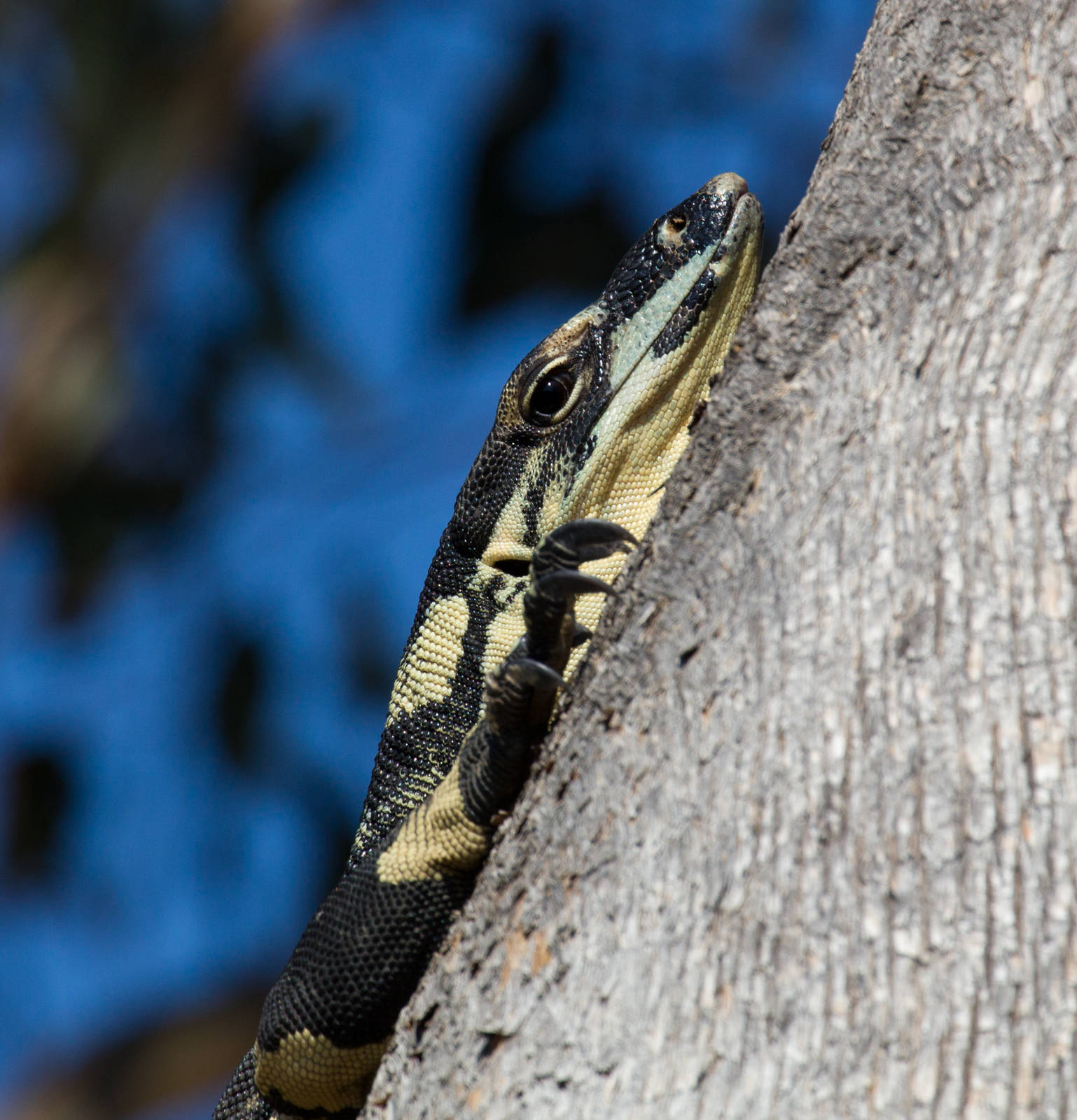 Lace Monitor - Bells Phase