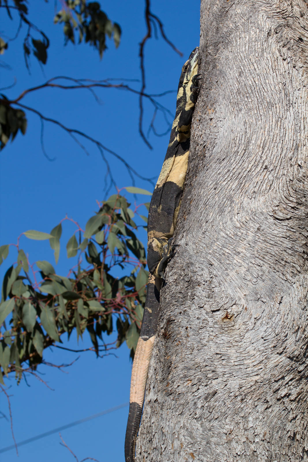 Lace Monitor - Bells Phase