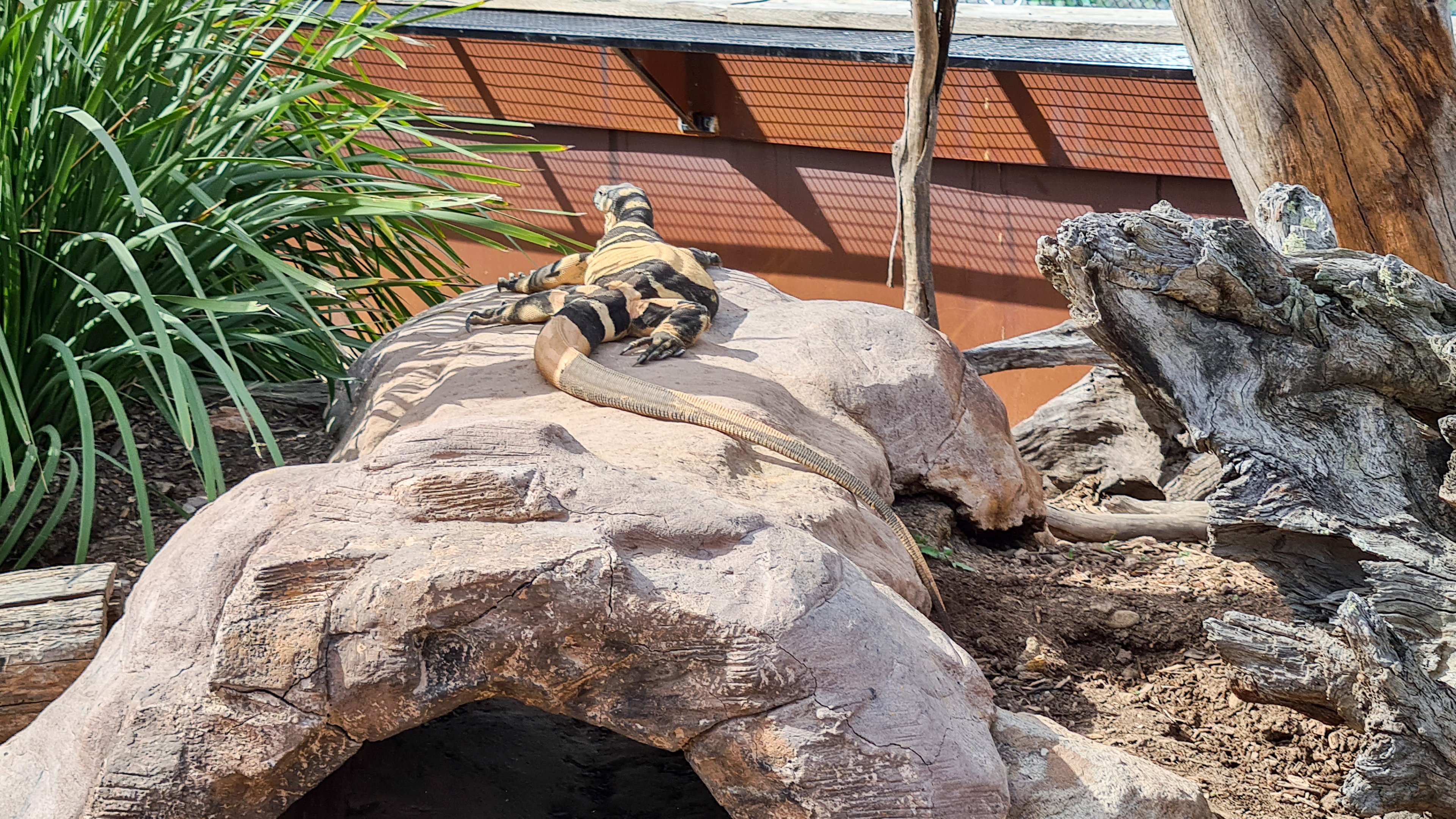 Lace monitor (Bell's phase)