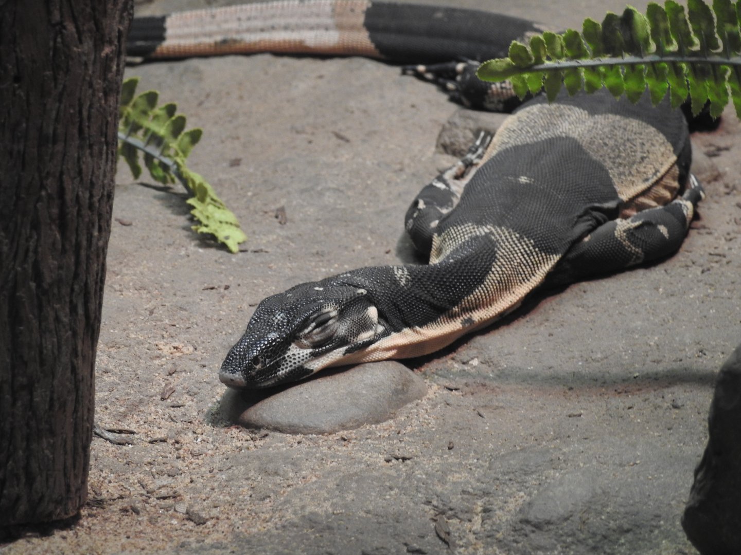 Lace Monitor (Bell's phase)